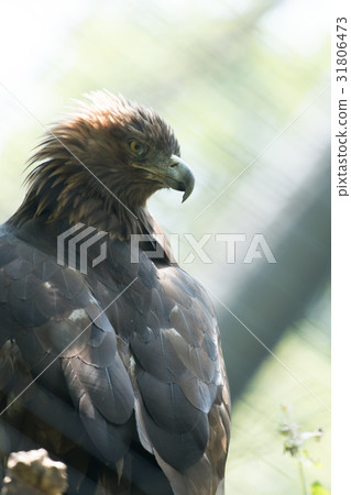 Eagle eagle Tama Zoo 31806473