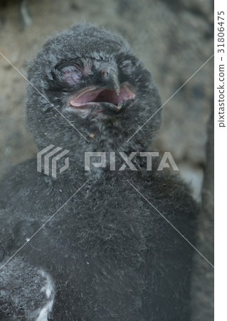 Owl chicks laugh Owl chicks laugh 31806475