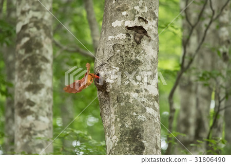 Akashoubin entering the nest for incubation Akashoubin entering the nest for incubation 31806490