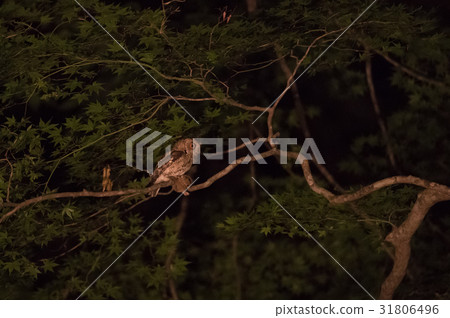A coward hatcher who captured a dormouse in the beech forest A coward hatcher who captured a dormouse in the beech forest 31806496