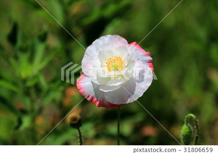 Poppy Poppy 31806659