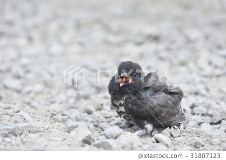 鳥在地上唧唧喳喳 31807123