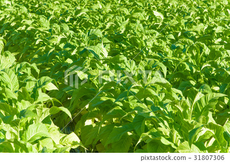 Tobacco Tobacco 31807306