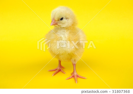 yellow chick vibrant yellow background studio 31807368