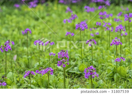 Clinko nonno no Mori (Tsubetsu-cho) 31807539