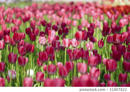 Tulip field in full bloom 31807822