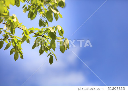 Wakaba of Mizunara - Japanese early summer 31807833