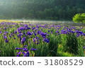 Ayame Pond  -  2017.6 31808529