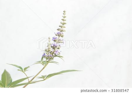 胡蘿蔔胡蘿蔔 31808547