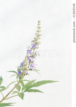 Carrot carrot Carrot carrot 31808548