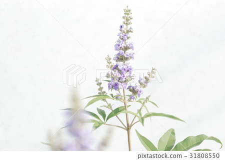 Carrot carrot 31808550