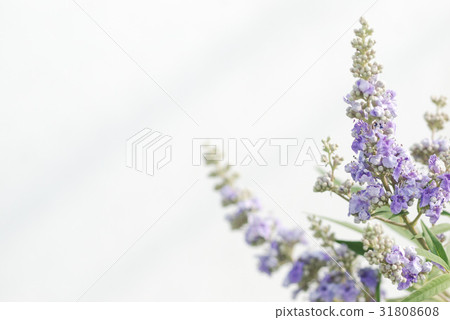 Carrot carrot 31808608