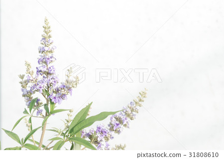 胡蘿蔔胡蘿蔔 31808610