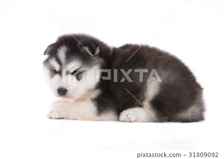 Siberian puppy isolated Siberian puppy isolated 31809092
