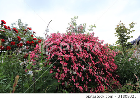 珍寶花園粉紅色迷你玫瑰 珍寶花園粉紅色迷你玫瑰 31809323
