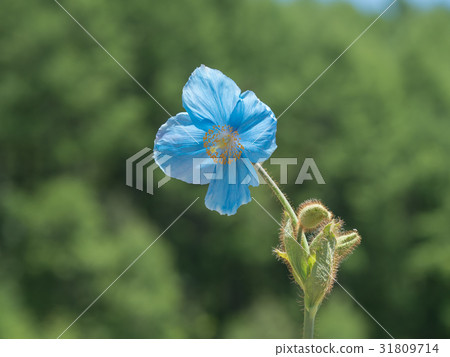 美麗的藍色罌粟 31809714