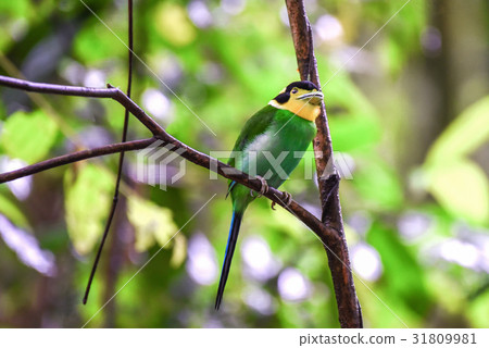 Long-tailed Broadbill, bird perching on a branch. 31809981
