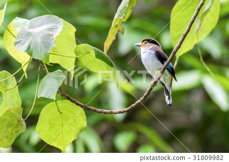 Silver-breasted Broadbill,standing on a branch. 31809982