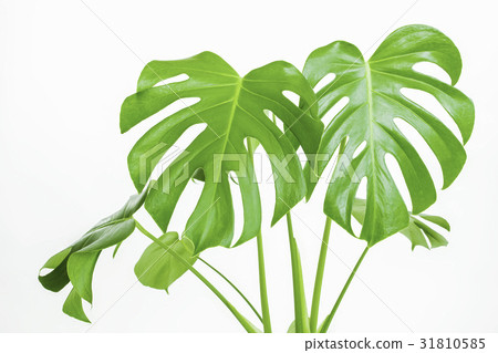 清潔植物龜背竹 31810585