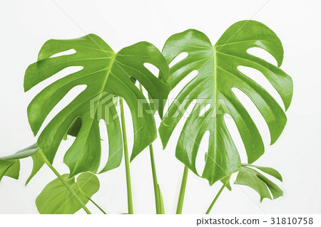 Clean plants Monstera 31810758