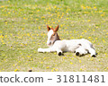 A foal lying on the spring prairie 31811481