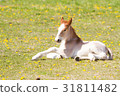 Young cold horse sitting in the spring prairie 31811482