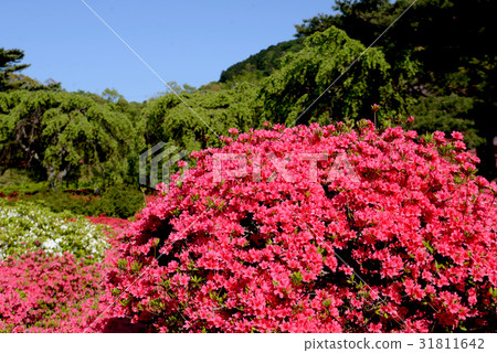紅色的花朵 紅色的花朵 31811642