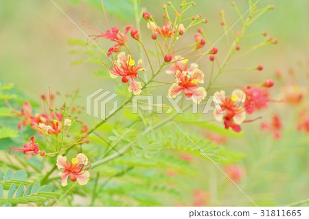 Blueberry, yellow butterfly, Thailand Bangkok Metropolitan Bangkok Tian District Nature Blueberry, yellow butterfly, Thailand Bangkok Metropolitan Bangkok Tian District Nature 31811665