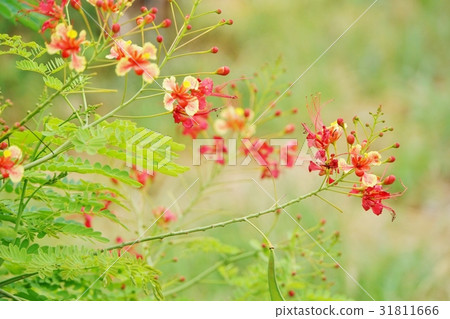 Natural environment, Flower, Green, Swallowtail, Halter butterfly Natural environment, Flower, Green, Swallowtail, Halter butterfly 31811666