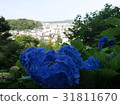 hydrangea   31811670