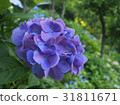 hydrangea   31811671