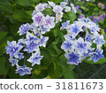 hydrangea   31811673