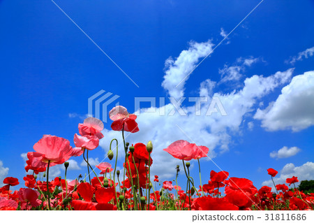 Fresh blue sky and poppy Fresh blue sky and poppy 31811686