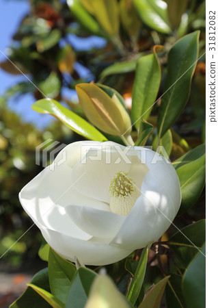 Taisambok flowers Taisambok flowers 31812082