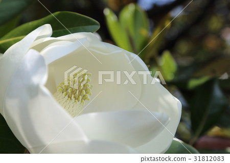 Taisambok flowers 31812083