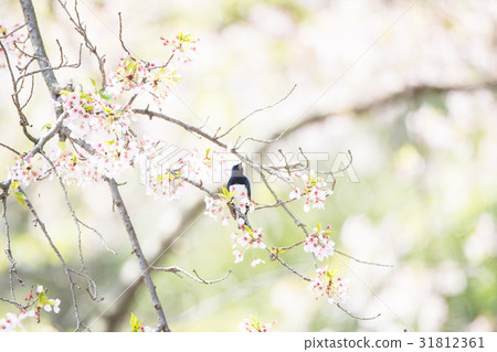 Cherry blossoms and blue birds 31812361