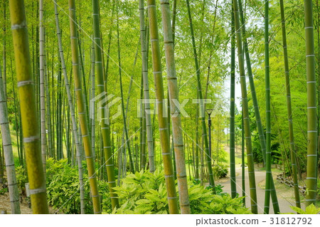 清爽的Wakutake竹林6 清爽的Wakutake竹林6 31812792