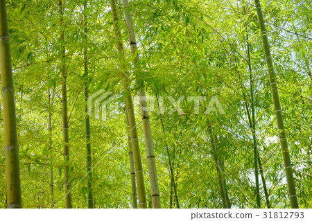 Refreshing Wakutake's bamboo forest 7 Refreshing Wakutake's bamboo forest 7 31812793