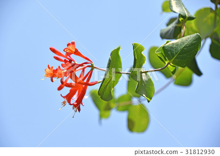 Tsukkinokinindou(狂歡節) Tsukkinokinindou(狂歡節) 31812930