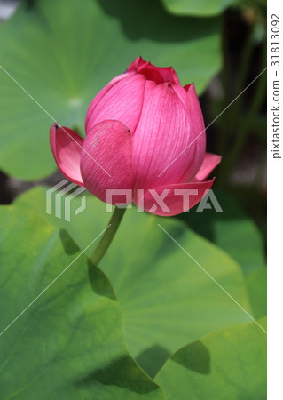 一朵蓮花 31813092