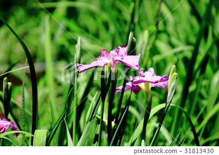 虹膜，紫色，粉紅色，Tomozan公園， 31813430