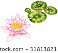 Water lily Water lily 31813821