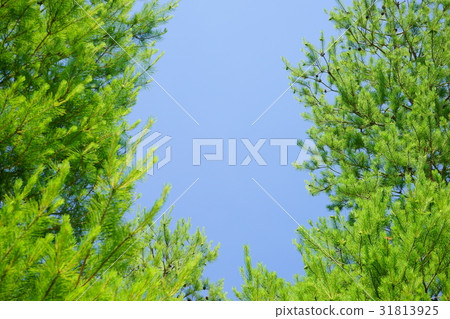 Pine tree young leaf frame 2 31813925