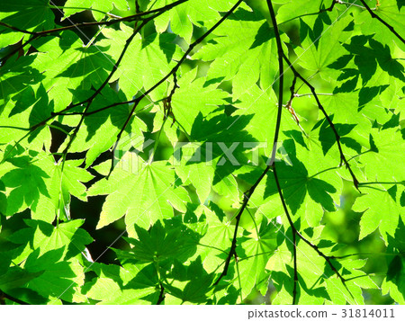 Summer maple 31814011