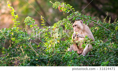 monkey eat manila tamarind on tree in forest monkey eat manila tamarind on tree in forest 31814471