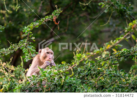 monkey eat manila tamarind on tree in forest monkey eat manila tamarind on tree in forest 31814472