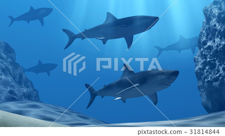 Flock of sharks underwater with sun rays and stone Flock of sharks underwater with sun rays and stone 31814844