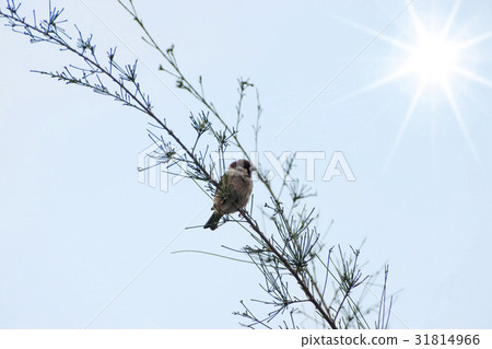 Eurasian Tree Sparrow on the branch with sun. 31814966