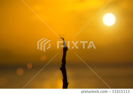 The silhouette of a dragonfly on a branch The silhouette of a dragonfly on a branch 31815113