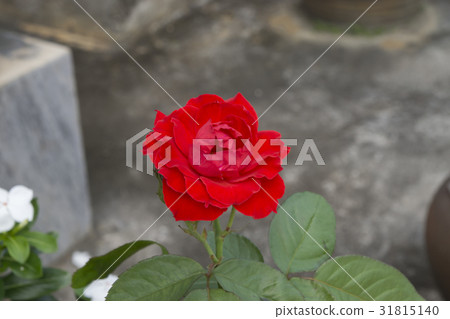 Red rose flower in the garden. 31815140